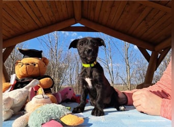 Wilma, lebensfrohe Entdeckerin, ca. 2 Monate, ca. 24 cm, ca. 4,1 kg