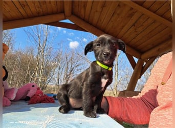 Wilma, lebensfrohe Entdeckerin, ca. 2 Monate, ca. 24 cm, ca. 4,1 kg