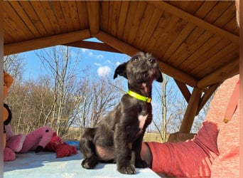 Wilma, lebensfrohe Entdeckerin, ca. 2 Monate, ca. 24 cm, ca. 4,1 kg