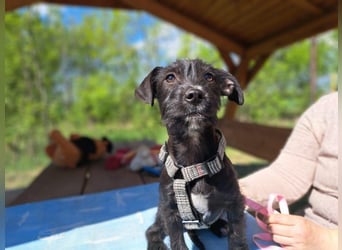 Wilma, lebensfrohe Entdeckerin, ca. 2 Monate, ca. 24 cm, ca. 4,1 kg