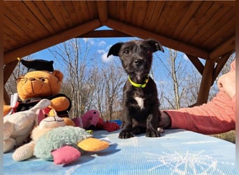 Wilma, lebensfrohe Entdeckerin, ca. 2 Monate, ca. 24 cm, ca. 4,1 kg