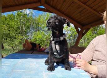 Wilma, lebensfrohe Entdeckerin, ca. 2 Monate, ca. 24 cm, ca. 4,1 kg