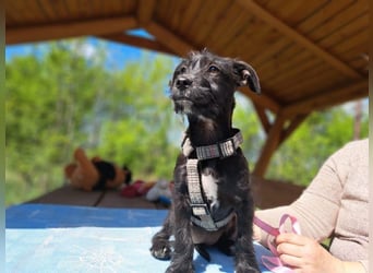 Wilma, lebensfrohe Entdeckerin, ca. 2 Monate, ca. 24 cm, ca. 4,1 kg