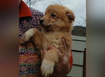 Gero - freundlich und verspielt