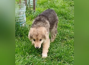 Gerry - neugierig und verschmust