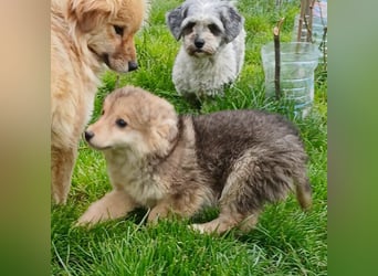 Gerry - neugierig und verschmust