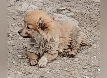 Greg - neugierig und verspielt