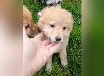 Gero - freundlich und verspielt