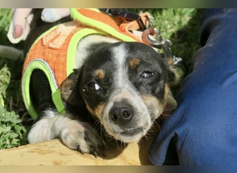 Laila - neugierig, zutraulich und aufmerksam