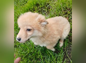 Gero - freundlich und verspielt