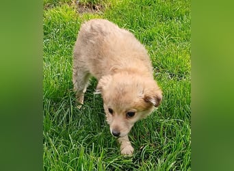 Gola - neugierig und interessiert