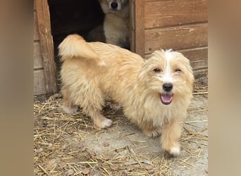 Sunny - jung und neugierig