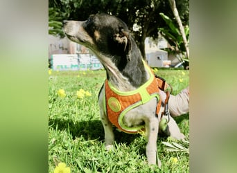 Laila - neugierig, zutraulich und aufmerksam