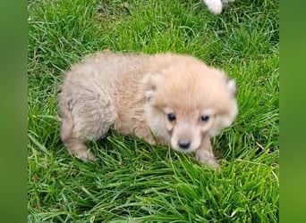 Greg - neugierig und verspielt