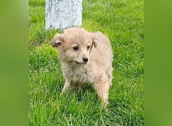 Gola - neugierig und interessiert