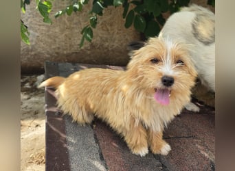 Sunny - jung und neugierig
