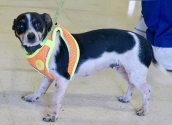 Laila - neugierig, zutraulich und aufmerksam