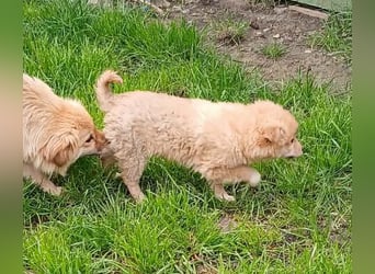 Gero - freundlich und verspielt