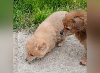 Gero - freundlich und verspielt