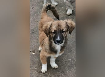 Mila - jung und lernwillig