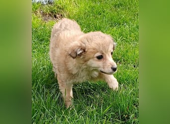 Gola - neugierig und interessiert