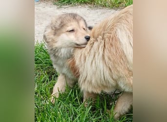 Gerry - neugierig und verschmust