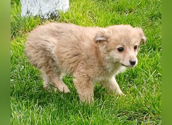 Gola - neugierig und interessiert