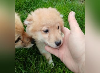 Gero - freundlich und verspielt