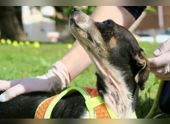 Laila - neugierig, zutraulich und aufmerksam