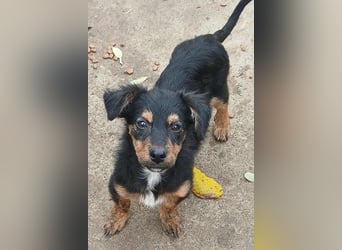 Milo - verspielt und neugierig