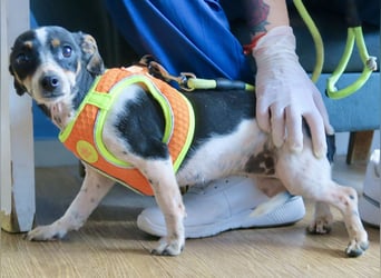 Laila - neugierig, zutraulich und aufmerksam