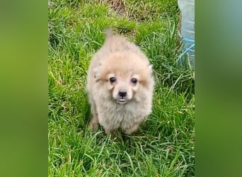 Greg - neugierig und verspielt