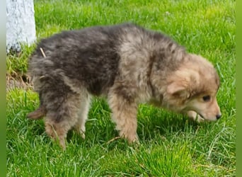 Gerry - neugierig und verschmust