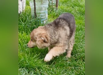 Gerry - neugierig und verschmust