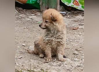 Greg - neugierig und verspielt