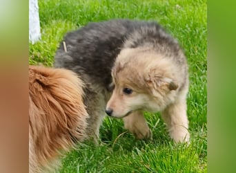 Gerry - neugierig und verschmust