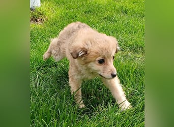 Gola - neugierig und interessiert