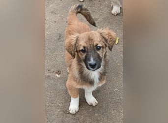 Mila - jung und lernwillig