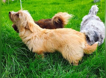 Sunny - jung und neugierig