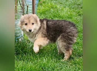 Gerry - neugierig und verschmust