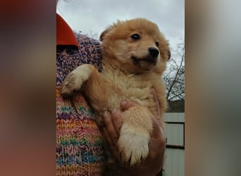 Gero - freundlich und verspielt