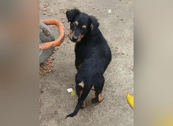 Milo - verspielt und neugierig