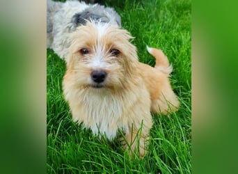 Sunny - jung und neugierig