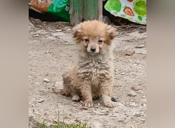 Greg - neugierig und verspielt