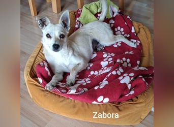 Kleines Wesen mit großem Herzen………….