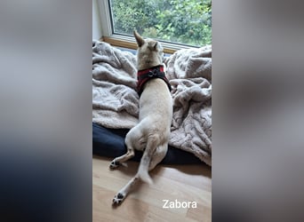 Kleines Wesen mit großem Herzen………….