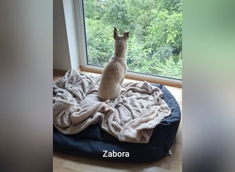 Kleines Wesen mit großem Herzen………….