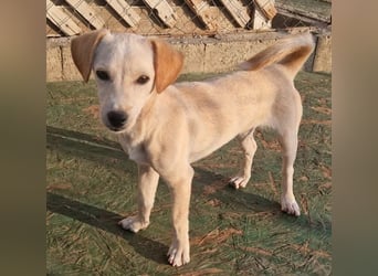 Boby