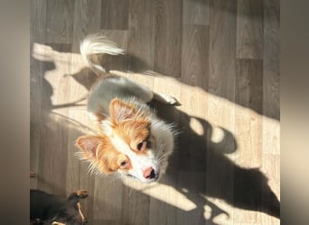 Kleine Zaubermaus Foxy sucht Ihr Glück
