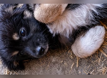 18M ist ein kleiner, flauschiger Herzensbrecher